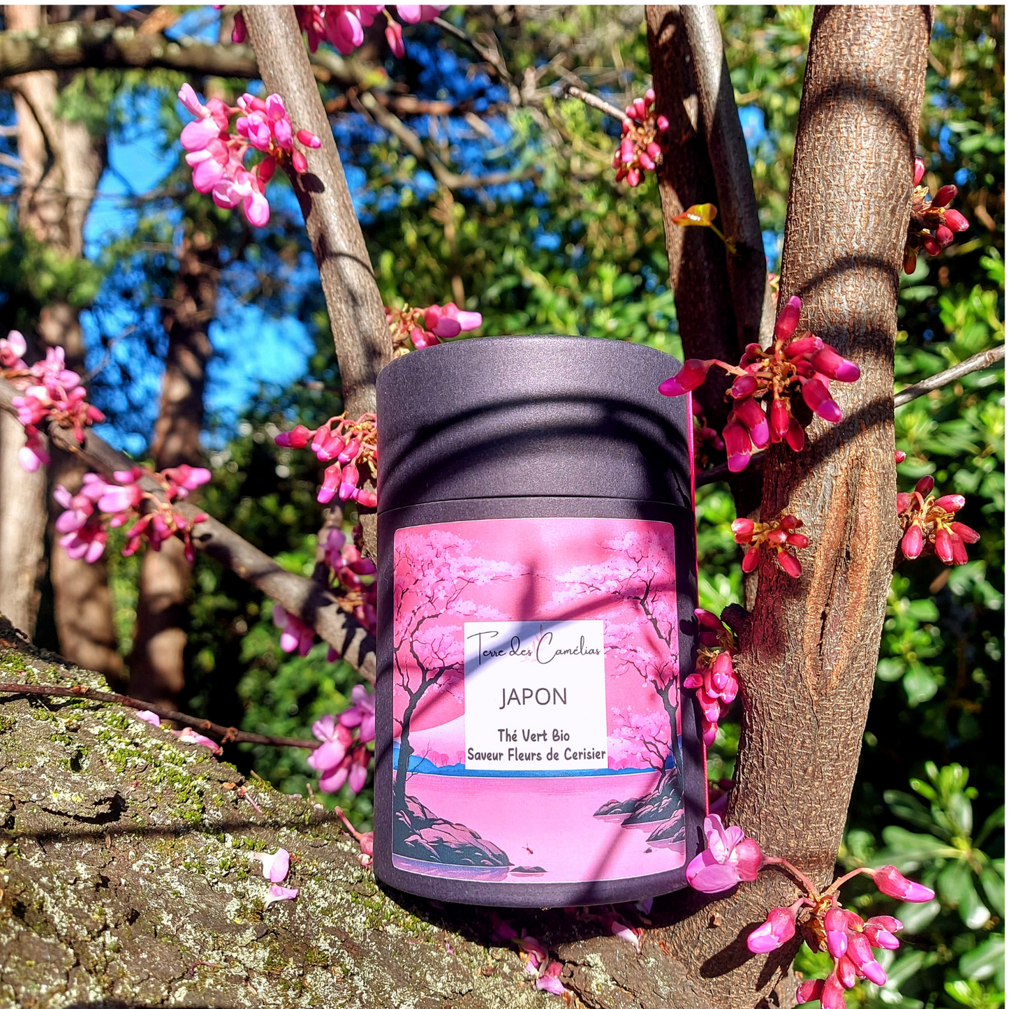 Thé vert bio JAPON - Saveur fleurs de cerisier